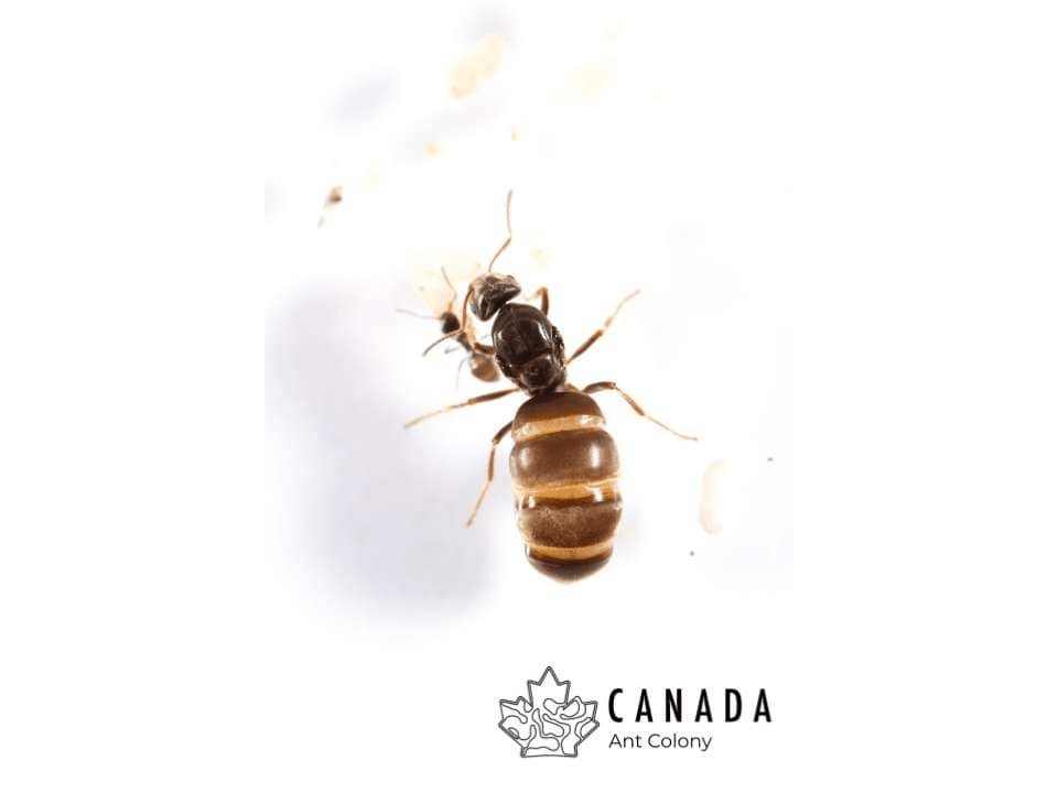 Lasius neoniger (Labour Day Ant) - Canada Ant Colony