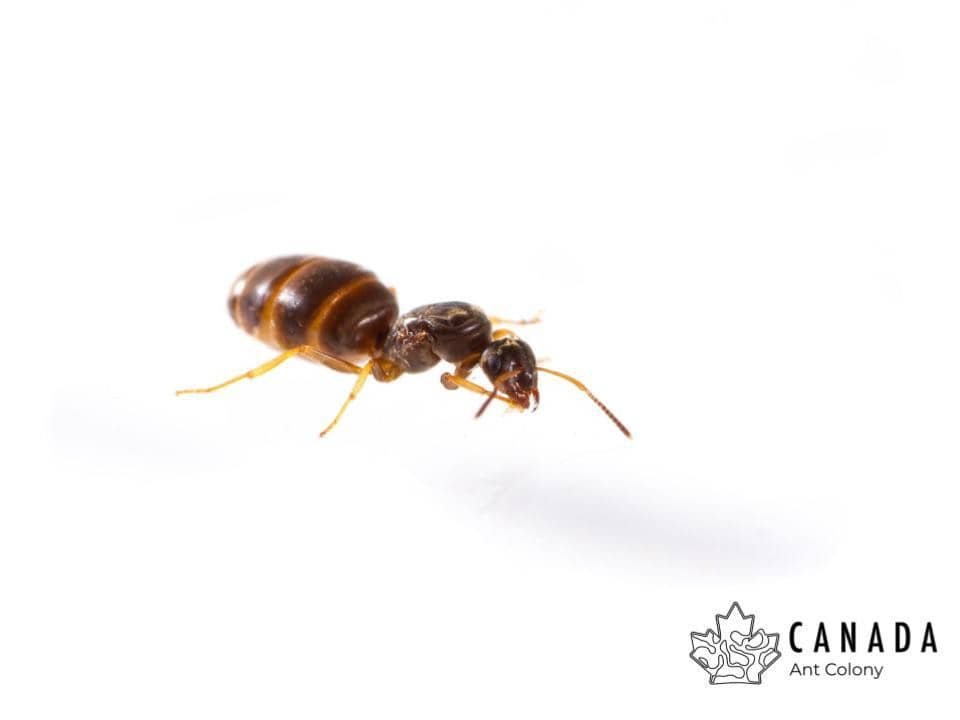 Lasius niger (Black Garden Ant) - Canada Ant Colony