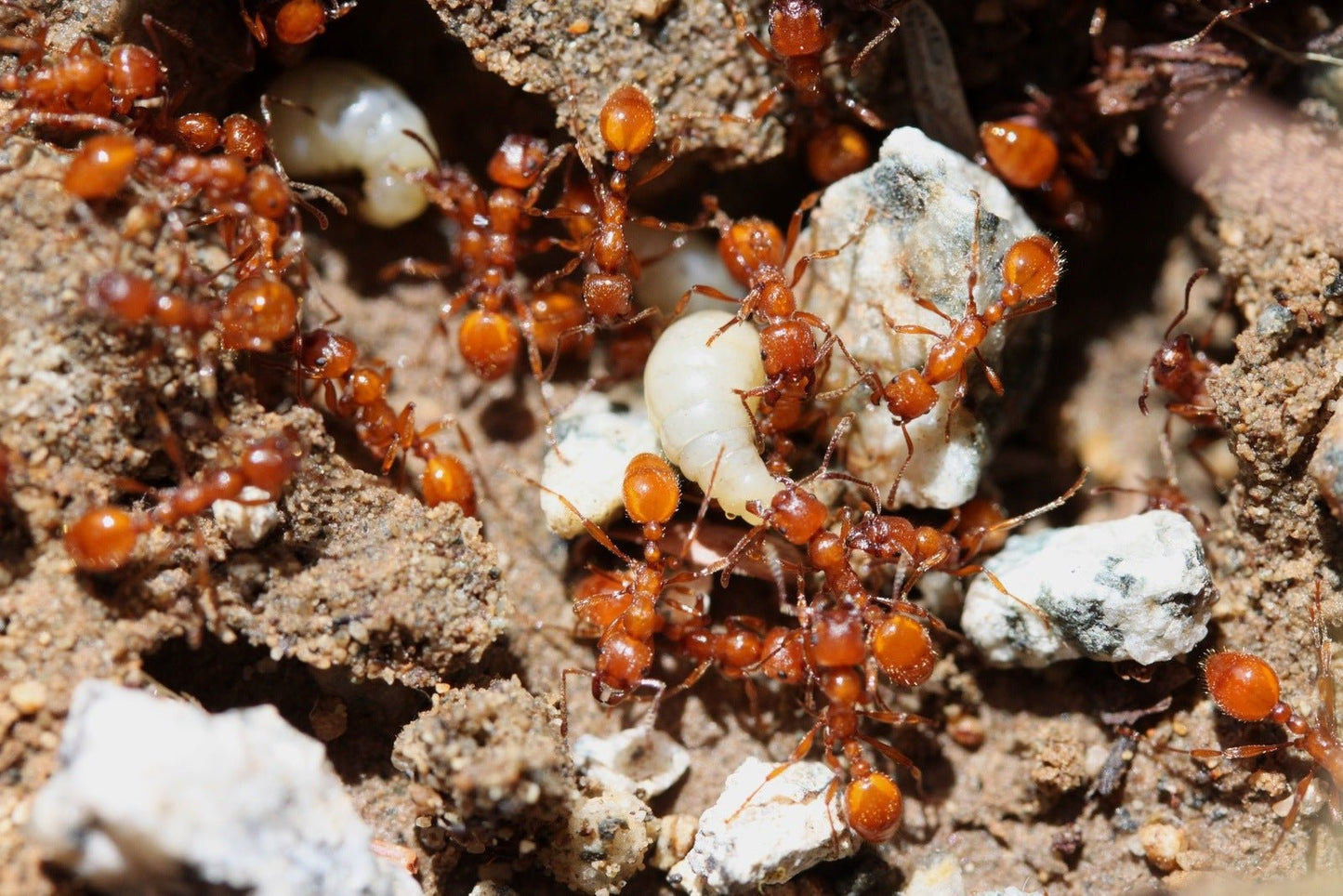 Manica hunteri (Hunter's Ruby Ant) - Canada Ant Colony