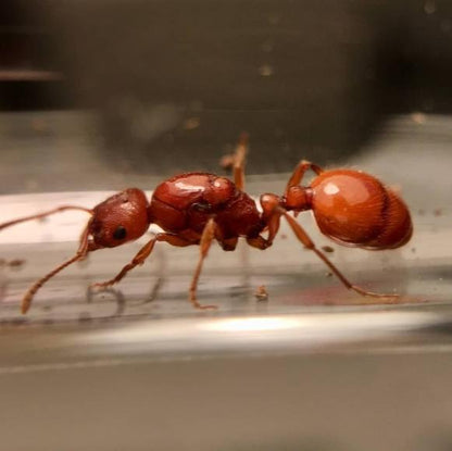 Manica hunteri (Hunter's Ruby Ant) - Canada Ant Colony