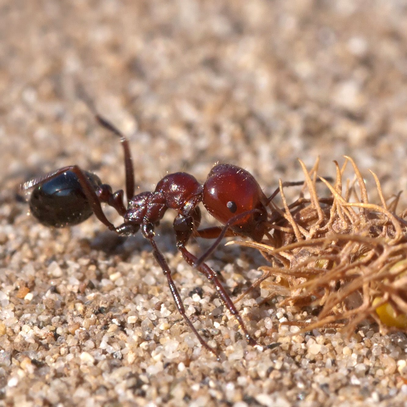 Messor minor hesperius "Red" (Canary Islands Harvester Ants) - Canada Ant Colony