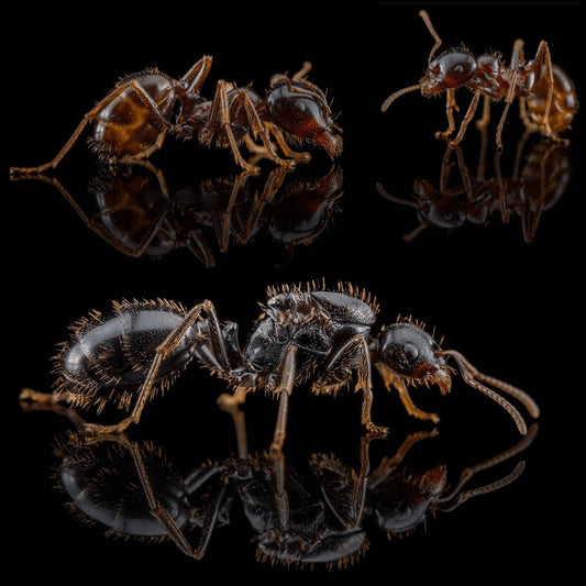 Messor minor minor "Black" (Canary Islands Harvester Ants) - Canada Ant Colony