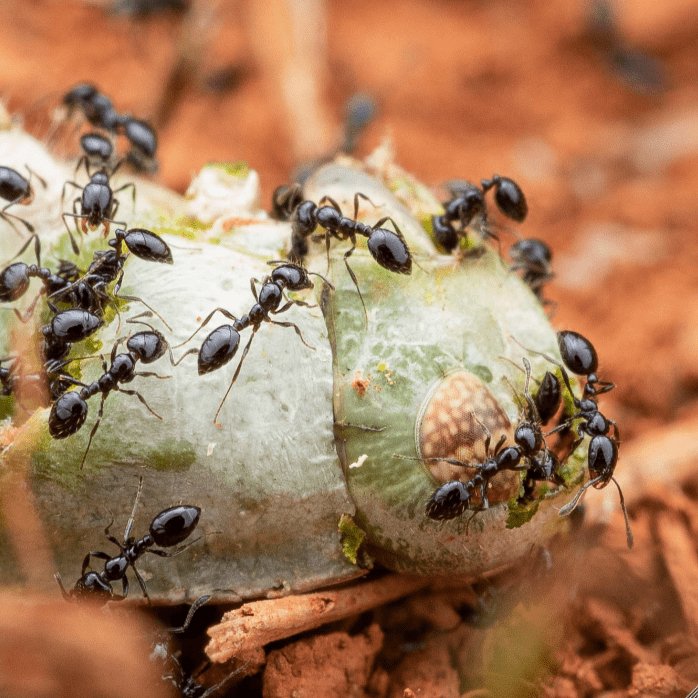 Monomorium minimum (Little Black Ant) - Canada Ant Colony