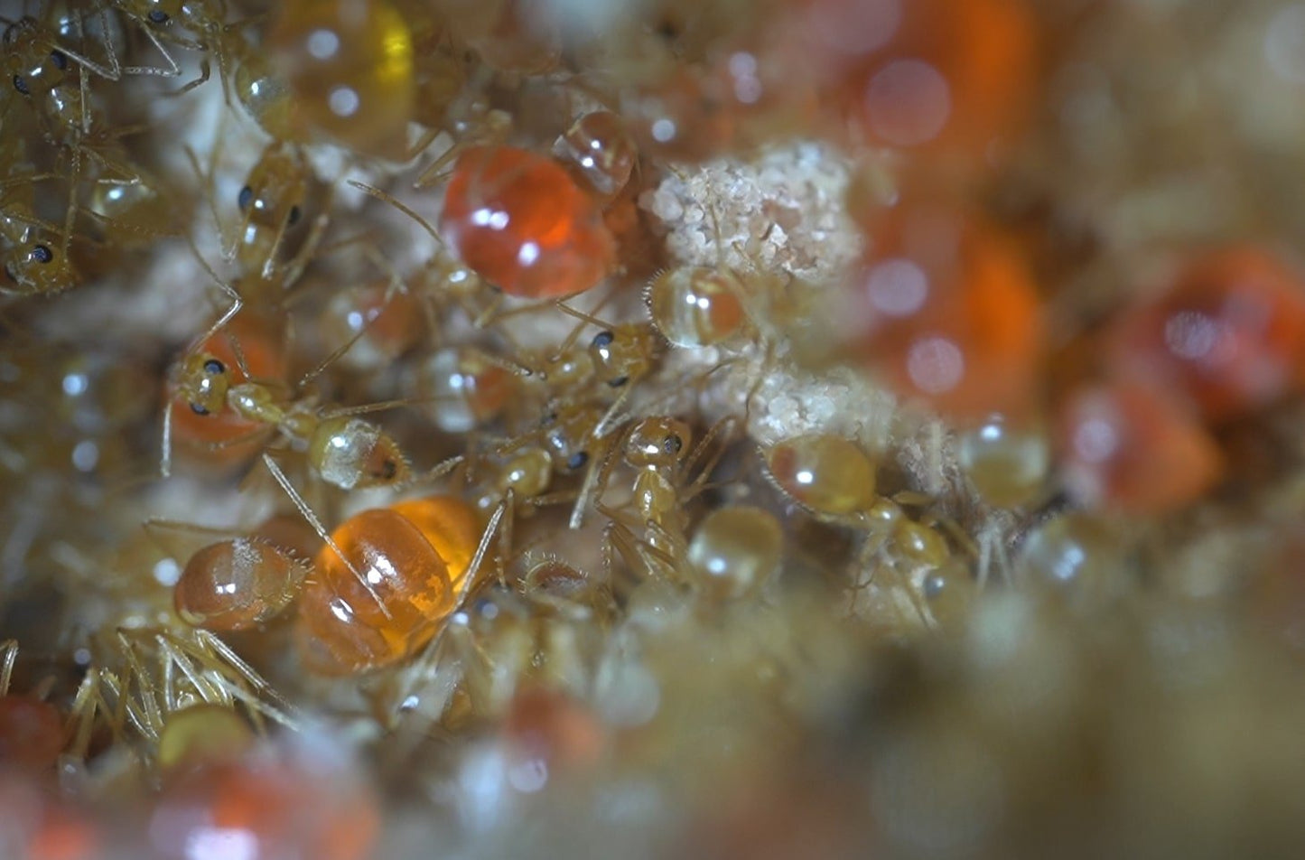 Myrmecocystus testaceus (Little Honeypot Ant) - Canada Ant Colony