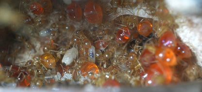 Myrmecocystus testaceus (Little Honeypot Ant) - Canada Ant Colony