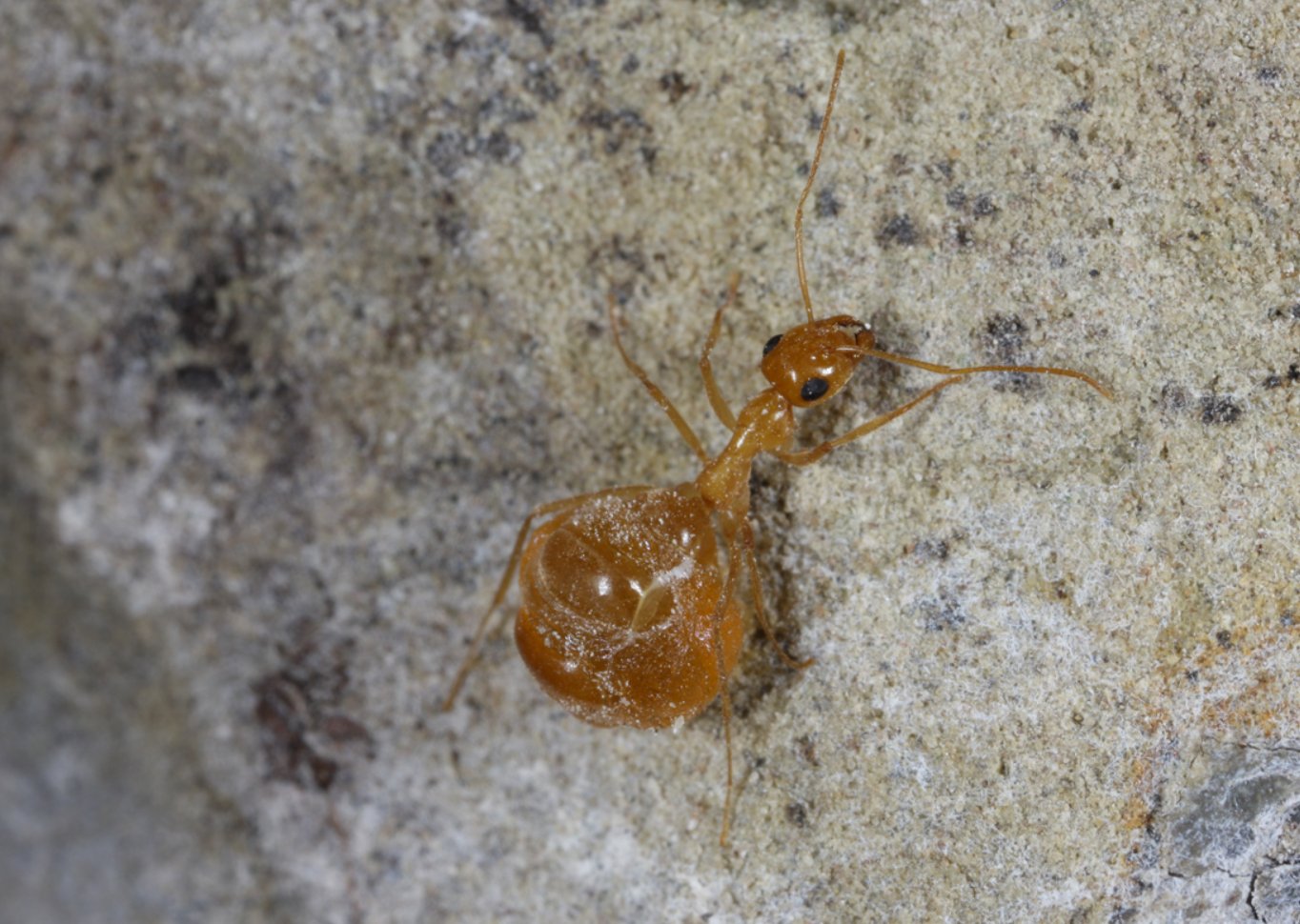 Myrmecocystus testaceus (Little Honeypot Ant) - Canada Ant Colony