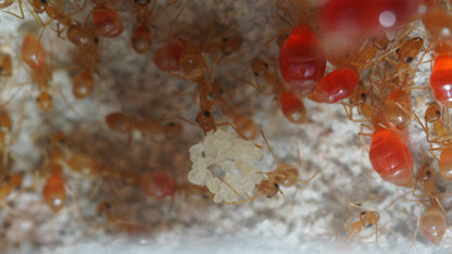 Myrmecocystus testaceus (Little Honeypot Ant) - Canada Ant Colony