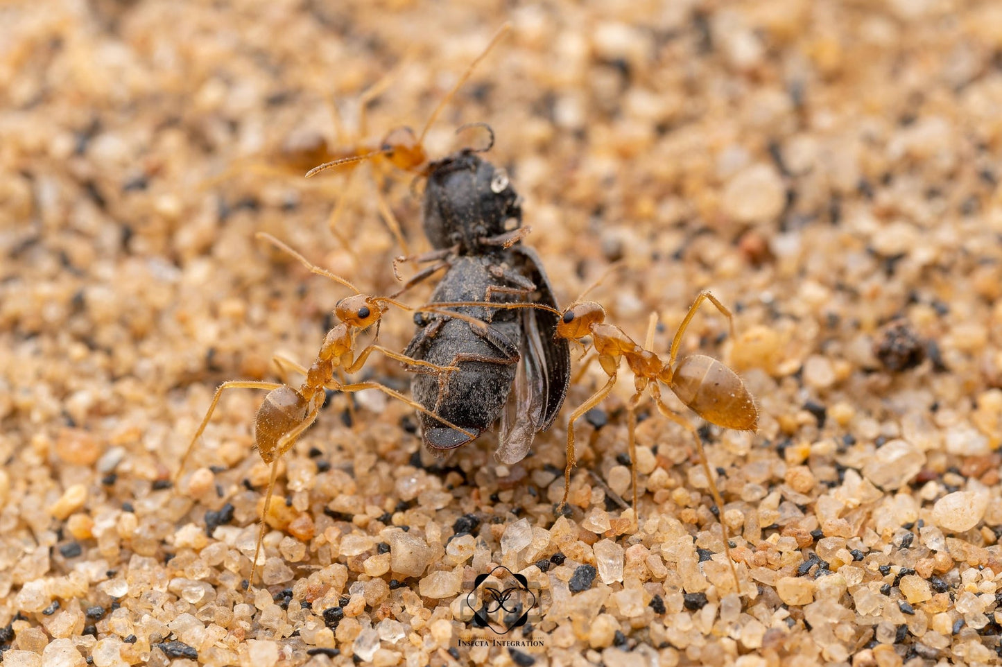 Myrmecocystus testaceus (Little Honeypot Ant) - Canada Ant Colony