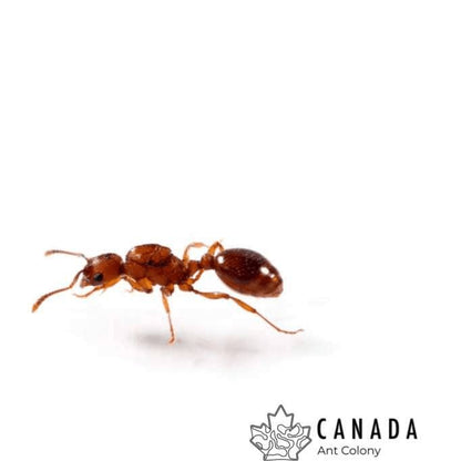 Myrmica americana (Alaskan Fire Ant) - Canada Ant Colony