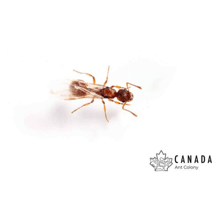 Myrmica americana (Alaskan Fire Ant) - Canada Ant Colony