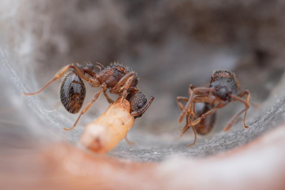 Myrmica americana (Alaskan Fire Ant) - Canada Ant Colony