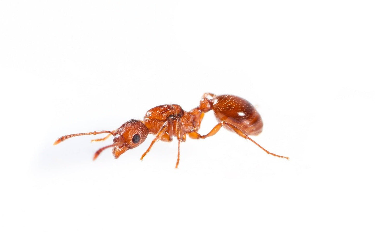 Myrmica americana (Alaskan Fire Ant) - Canada Ant Colony