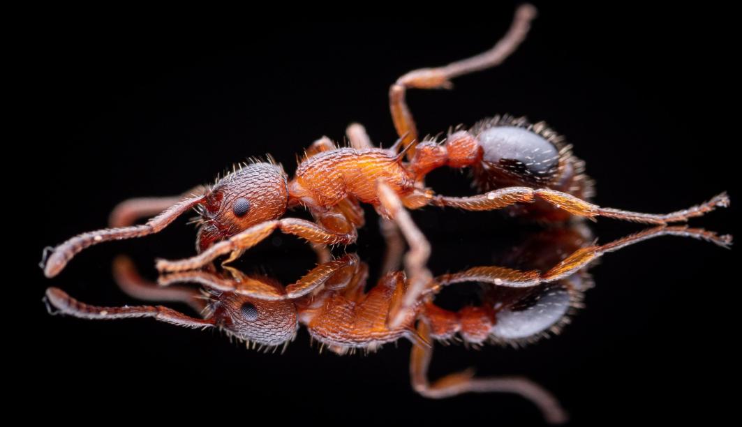 Myrmica americana (Alaskan Fire Ant) - Canada Ant Colony