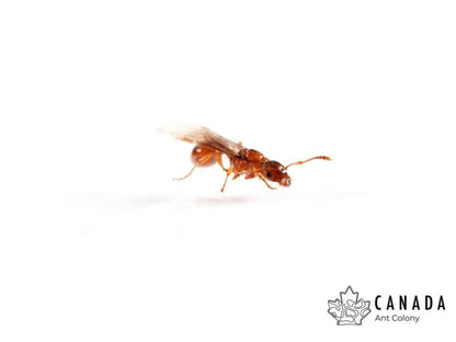 Myrmica americana (Alaskan Fire Ant) - Canada Ant Colony