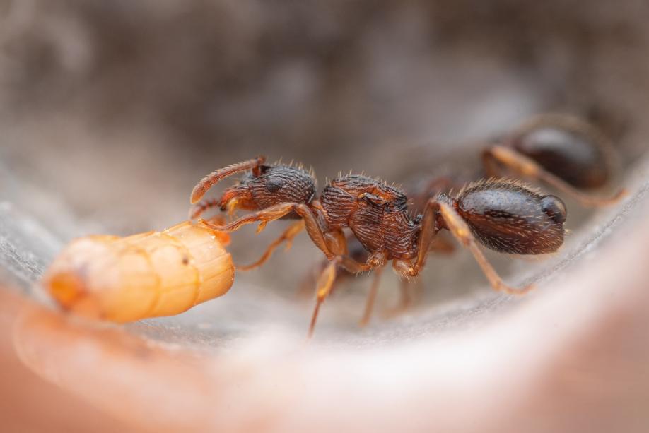 Myrmica americana (Alaskan Fire Ant) - Canada Ant Colony