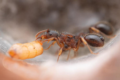 Myrmica americana (Alaskan Fire Ant) - Canada Ant Colony