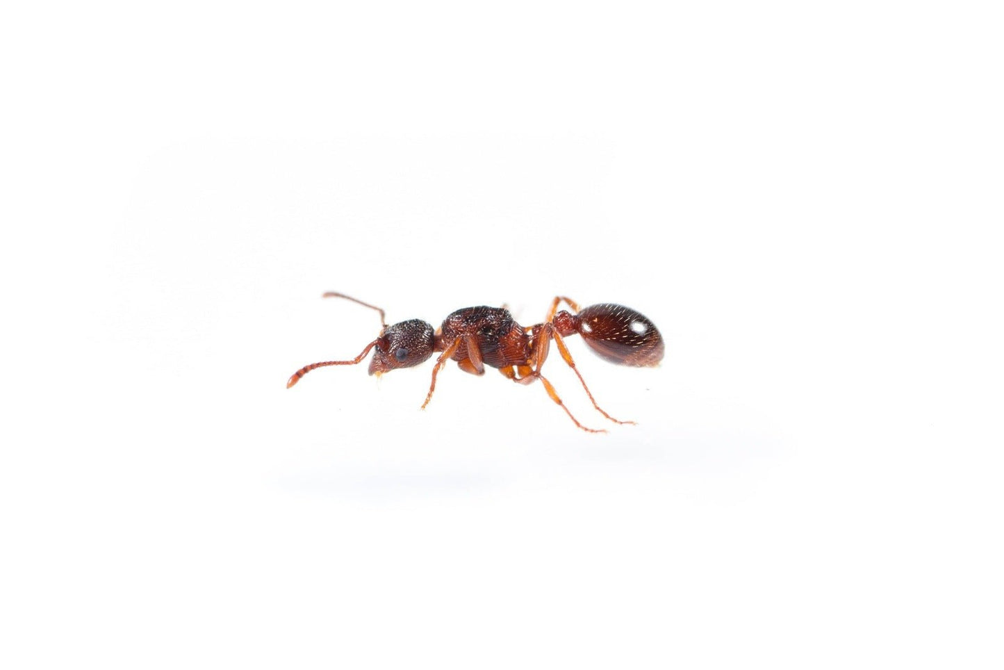 Myrmica americana (Alaskan Fire Ant) - Canada Ant Colony