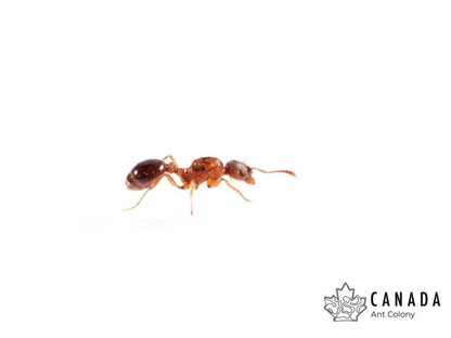 Myrmica americana (Alaskan Fire Ant) - Canada Ant Colony