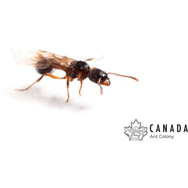 Myrmica incompleta (Incomplete Fire Ant) - Canada Ant Colony