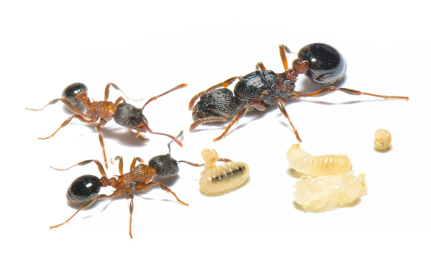 Myrmica incompleta (Incomplete Fire Ant) - Canada Ant Colony