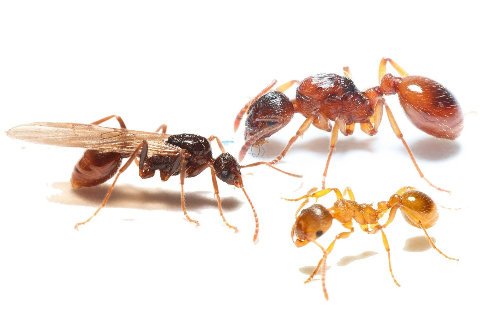 Myrmica rubra (European Fire Ant) - Canada Ant Colony