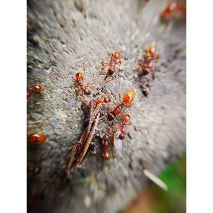 Myrmica rubra (European Fire Ant) - Canada Ant Colony