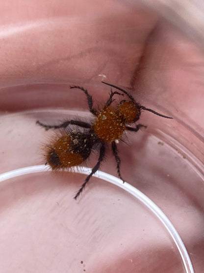 California Velvet Ant (Dasymutilla californica)