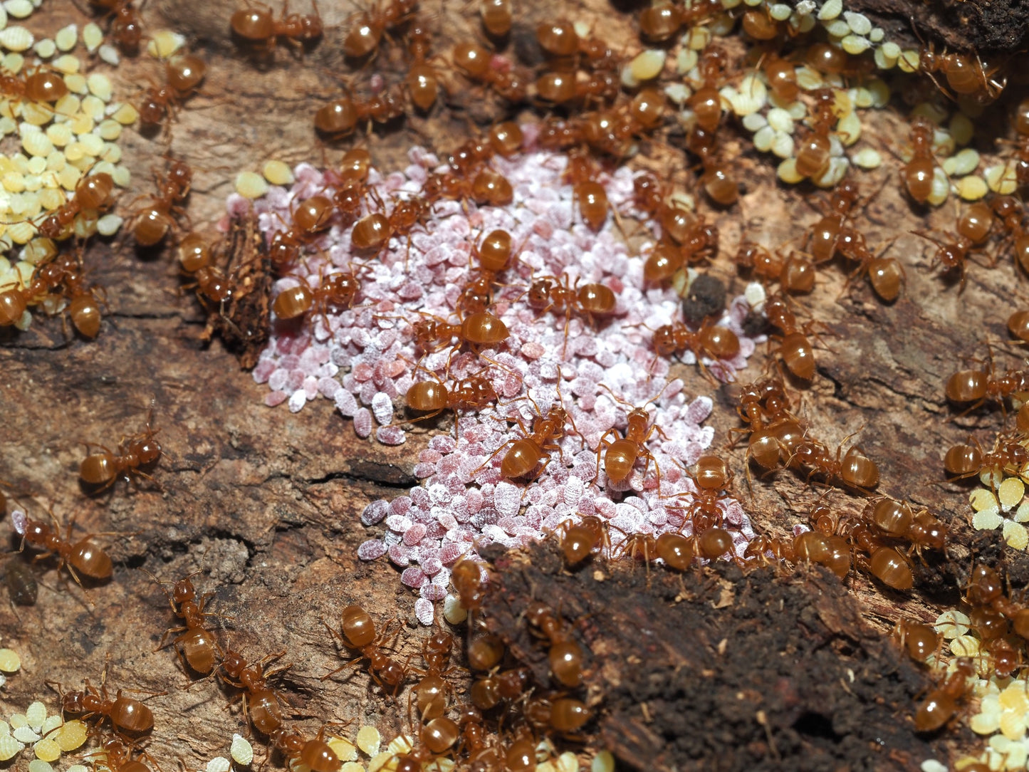 Lasius minutus (Swamp Ant)