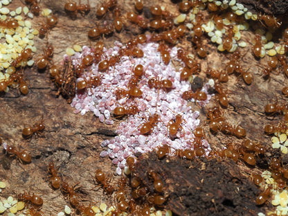Lasius minutus (Swamp Ant)