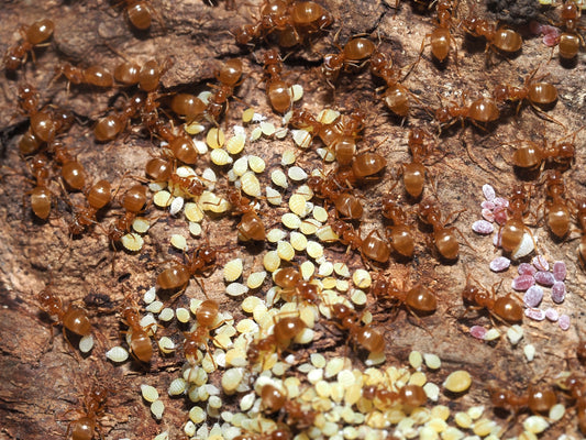 Lasius minutus (Swamp Ant)
