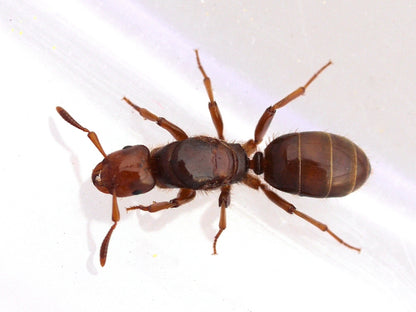 Lasius Hybrids (Hybrid Citronella Ant)