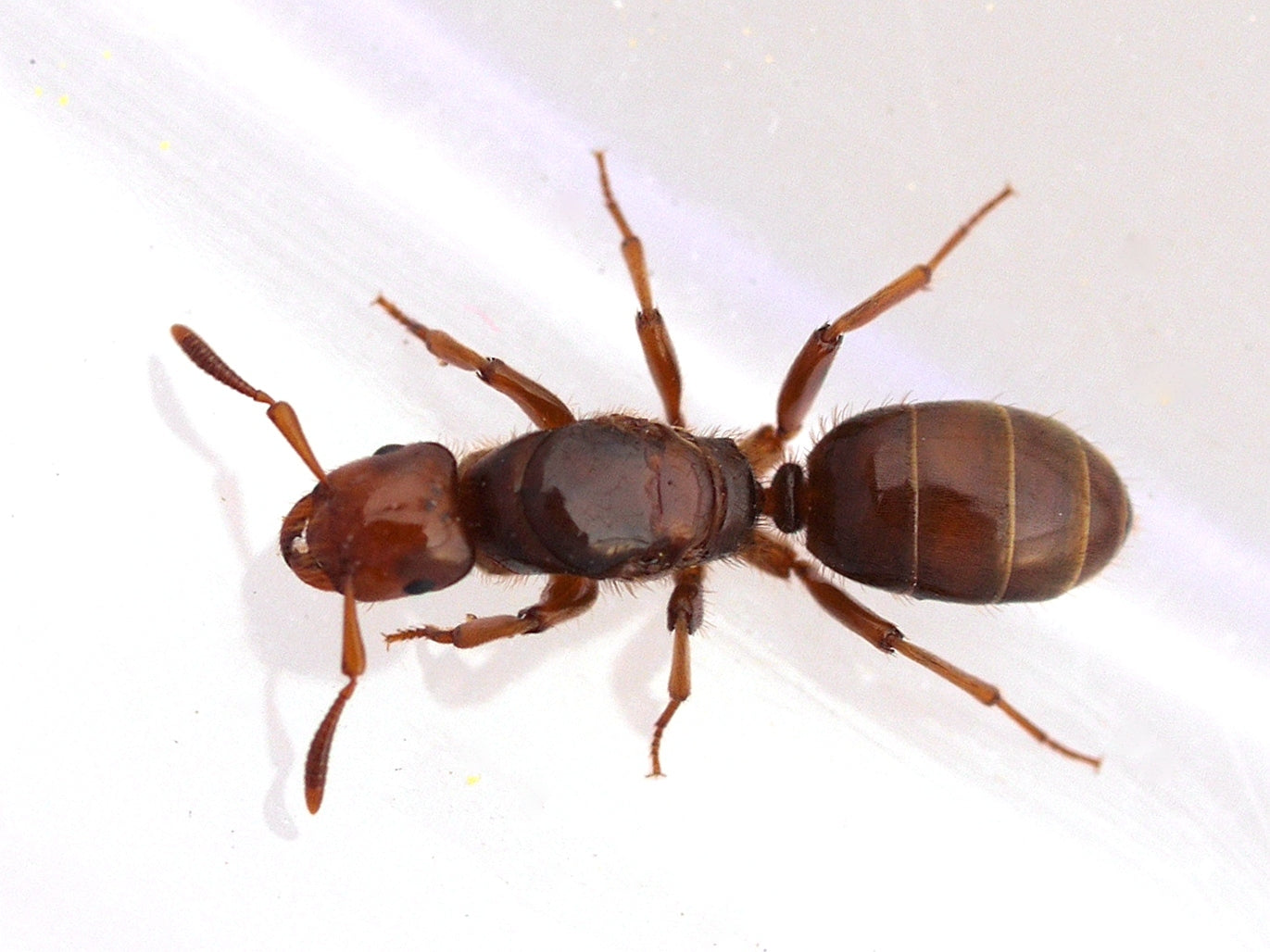 Lasius Hybrids (Hybrid Citronella Ant)