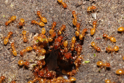 Lasius latipes (Wide-Legged Citronella Ant)