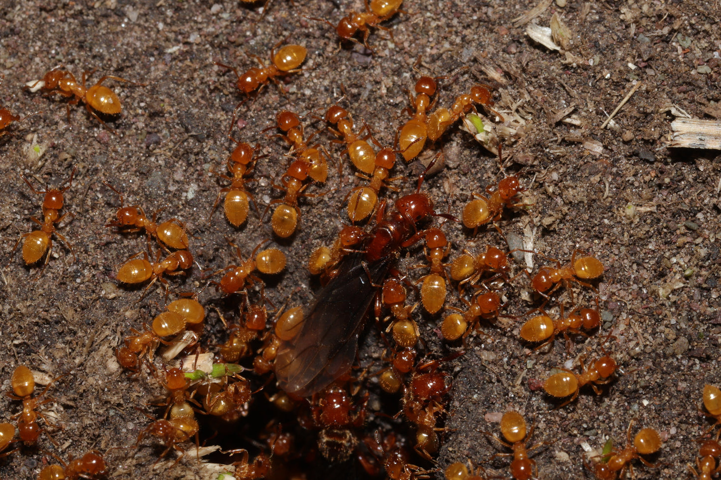 Lasius latipes (Wide-Legged Citronella Ant)