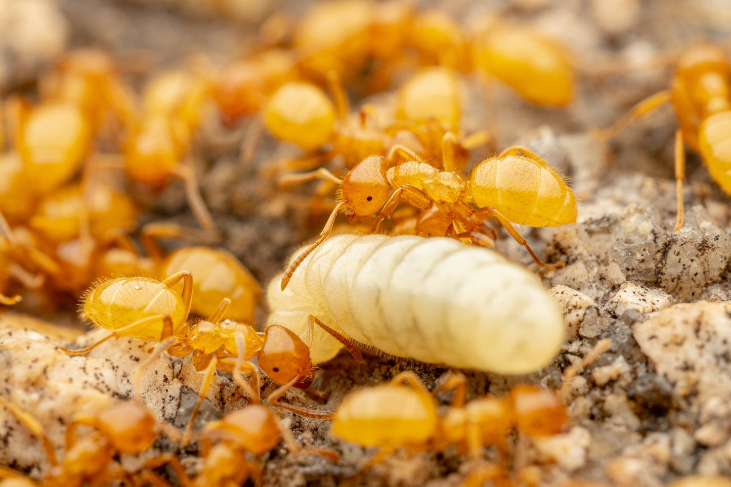 Lasius latipes (Wide-Legged Citronella Ant)