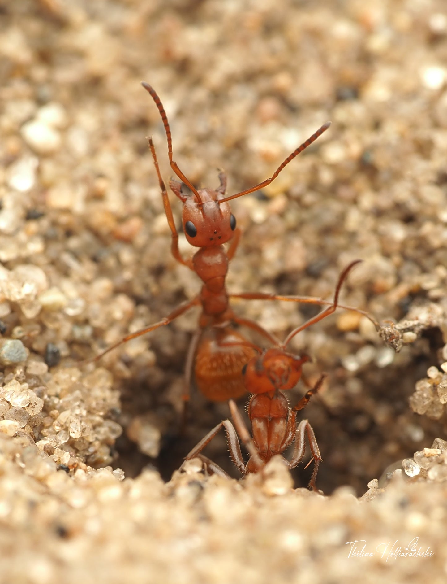 Formica bradleyi (Bradley's Field Ant)