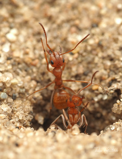Formica bradleyi (Bradley's Field Ant)