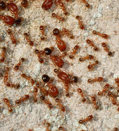 Pheidole californica (Californian Big-headed Ant)