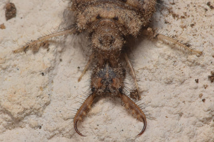 Antlions (Neleon exitialis)