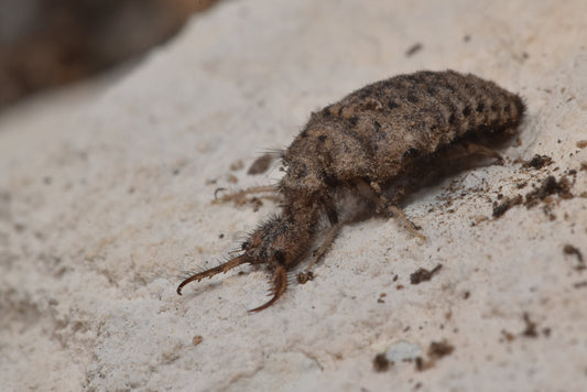 Antlions (Neleon exitialis)