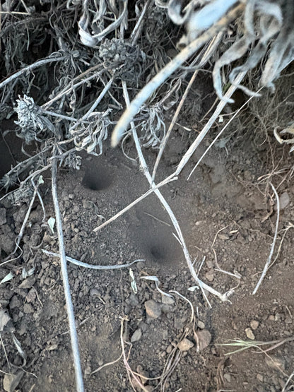 Antlions (Neleon exitialis)