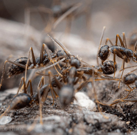 Paratrechina longicornis (Black Crazy Ants) PREORDER - Canada Ant Colony