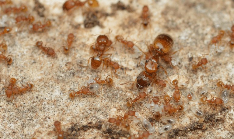 Pheidole anastasii (Greenhouse Big - headed Ant) - Canada Ant Colony