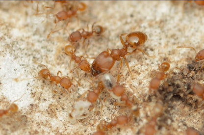 Pheidole anastasii (Greenhouse Big - headed Ant) - Canada Ant Colony