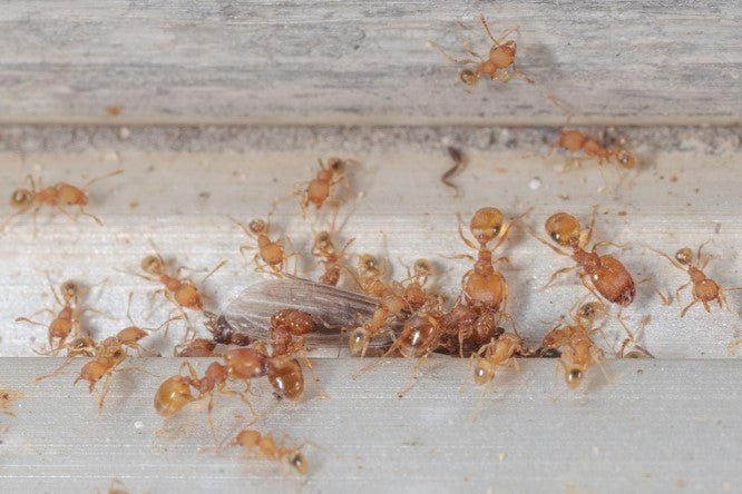 Pheidole anastasii (Greenhouse Big - headed Ant) - Canada Ant Colony