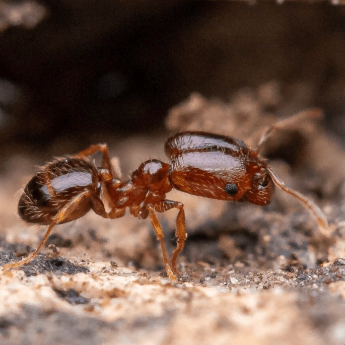 Pheidole californica (Californian Big - headed Ant) - Canada Ant Colony