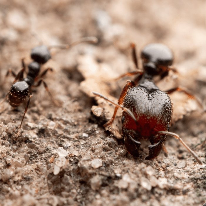 Pheidole pilifera (Hairy Big - headed Ant) - Canada Ant Colony