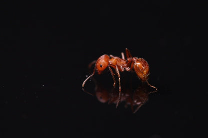 Pogonomyrmex occidentalis (Western Harvester Ants) - Canada Ant Colony