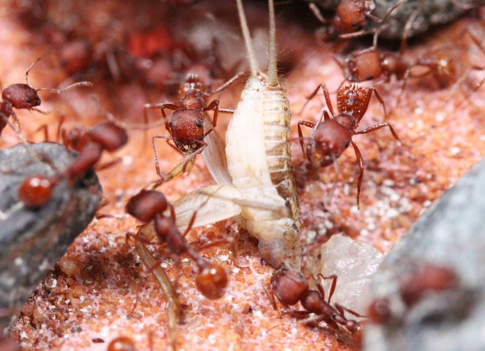 Pogonomyrmex occidentalis (Western Harvester Ants) - Canada Ant Colony