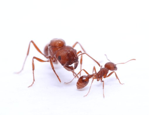 Pogonomyrmex occidentalis (Western Harvester Ants) - Canada Ant Colony